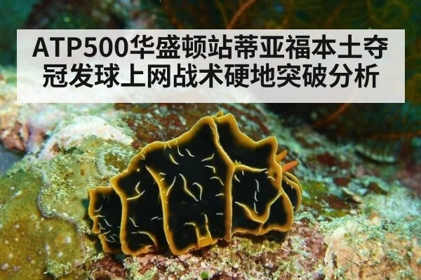 ATP500华盛顿站蒂亚福本土夺冠发球上网战术硬地突破分析